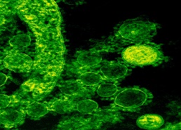 Green virus under microscope view
